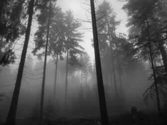 Dark Forest Wallpaper Grayscale Monochrome