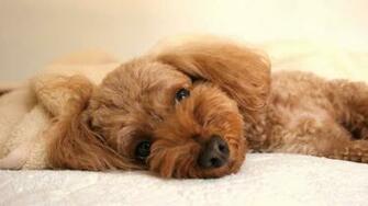 Cuddly Poodle Wallpaper By Bubupoodle