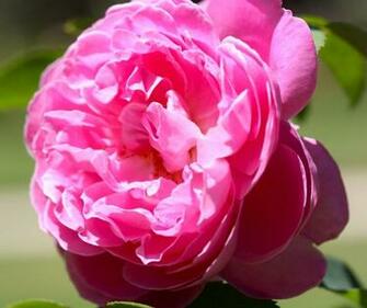 Beautiful Big Pink Flower Wallpaper