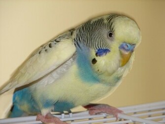 Budgie Parakeets Picture