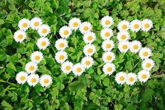 New Year Display In Flower Wallpaper Desktop Best