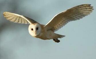 White Barn Owl Flying Wallpaper X HD