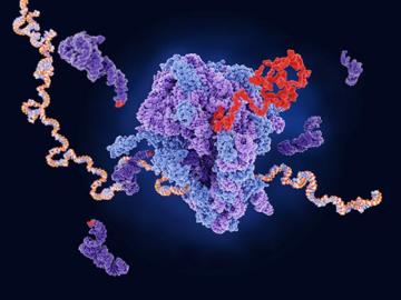 Hypoxia A Feature Inside Solid Cancer Tumors Reprograms