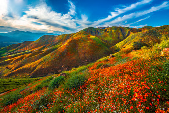 Photos California Usa Walker Canyon Wildflowers Nature Spring