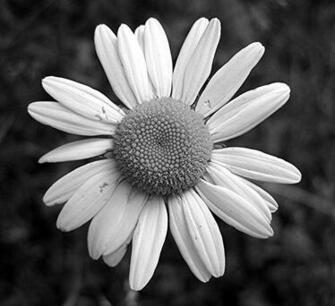 Daisy Black And White HD Wallpaper In Flowers Imageci