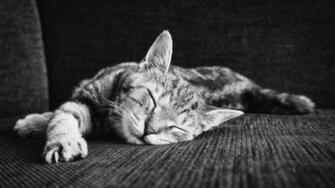 Zen Of Sleeping Kitten Wallpaper HD