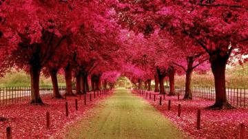 Pink Tree Wallpaper On
