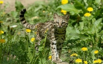 Ocelot Wallpaper