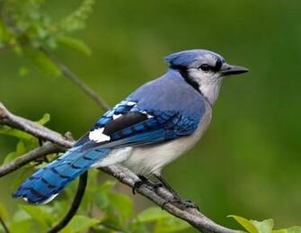Blue Jay Wallpaper HD