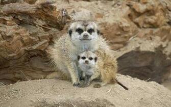 Meerkats Wallpaper Fun Animals Wiki Videos Pictures