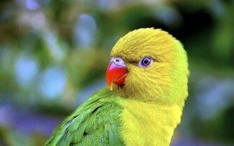 Bird Parrot Little Yellow Wallpaper