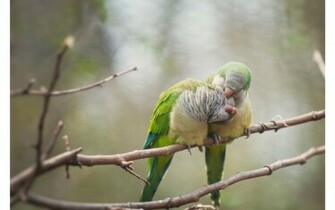 Love Birds X Close
