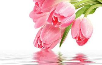 Animated Screensavers Flowers Animation Screensaver