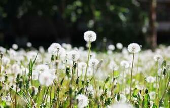 Wallpaper Summer Background Fluff Dandelions Image For Desktop