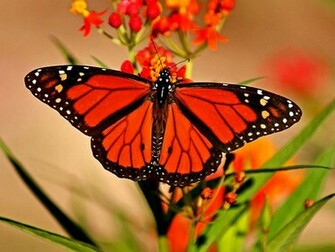 Pre Red Butterfly Wallpaper