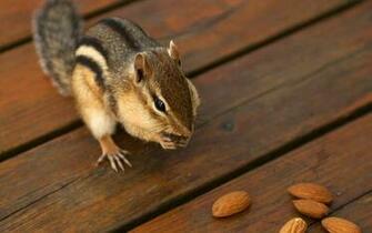 Chipmunk Wallpaper
