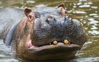 Hippo Computer Wallpaper Desktop Background