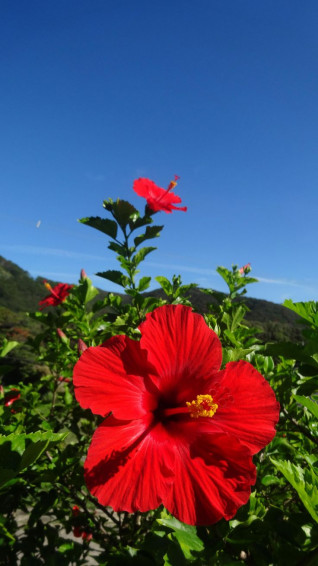 Hibiscus Flower Botanical Name Wallpaper