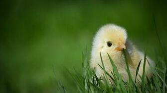 Pin Baby Chicken HD Desktopmobile Wallpaper