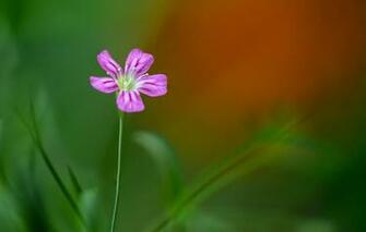 Wallpaper Flower Background Green Fleur Walton