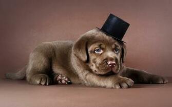 Puppies HD Wallpaper