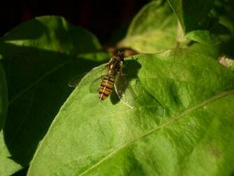 Insect Wallpaper Image And Animals Pictures