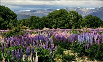 November Lupins By Lyneve Caedes Desktop Wallpaper
