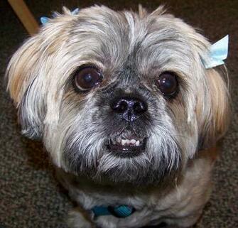 Ugly Dog Pictures Desktop Background