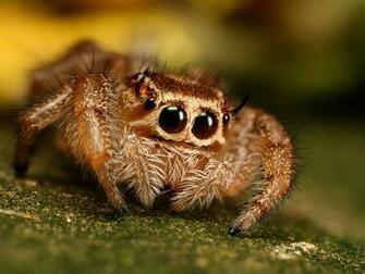 Cute Spider Wallpaper