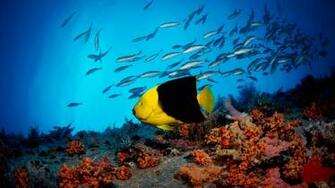 Fish In Water HD Wallpaper