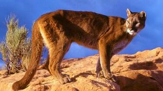 Similar Desktop Mountain Lion Wallpaper