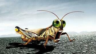 Top Grasshopper Wallpaper HD Animal Spot