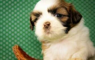 Wallpaper Shih Tzu Dog Puppy Baby