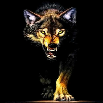 Amazon Wolf Growl Live Wallpaper Appstore For Android