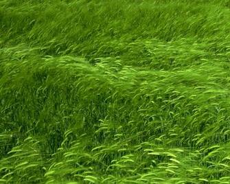 Wallpaper Feedio Net Of Green Field 3d HD