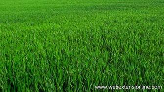 HD Natural Green Grass Wallpaper Webextensionline