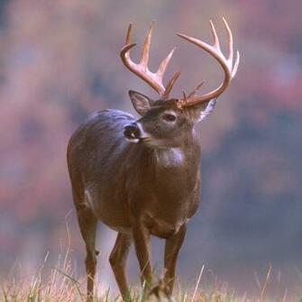 Animals Zoo Park Deer Photos Wallpaper For Desktop