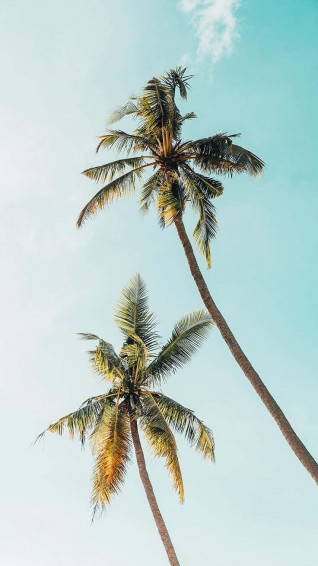 Aesthetic Palm Tree Wallpaper