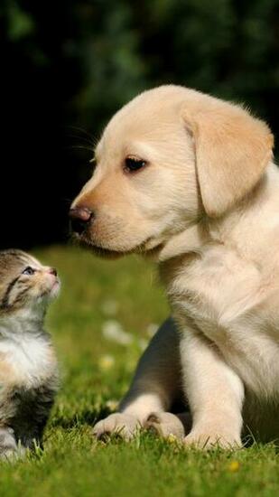 Wallpaper Friends Cat Dog Puppy Kitty Green Grass Sunny Day