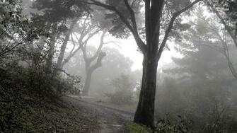 Pin Trees And Fog Wallpaper