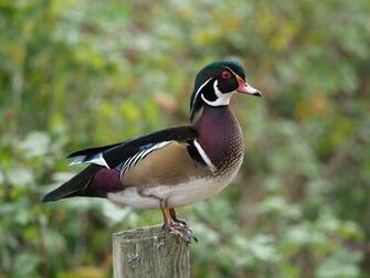 Male Wood Duck HD Wallpaper Background Image Id