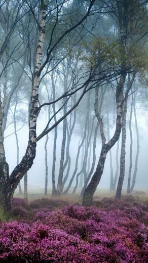 Wallpaper Stanton Moor 5k 4k 8k Peak District Uk