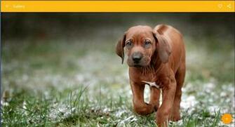 Rhodesian Ridgeback Dog Wallpaper For Android Apk
