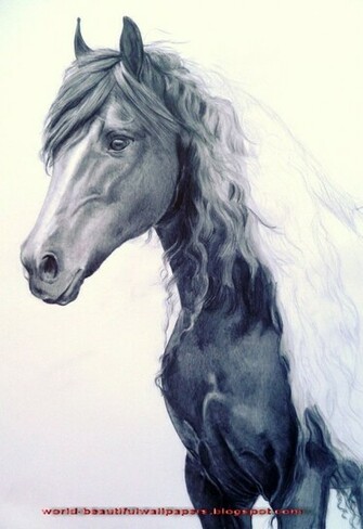 Friesian Horse Pictures