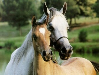 Wallpaper Gallery Beautiful Horse