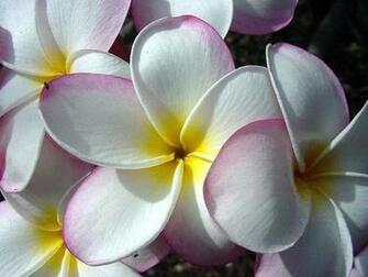 Hawaiian Flower Names And Pictures Beautiful Flowers