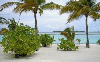 Maldives Coco Palms Wallpaper Stock