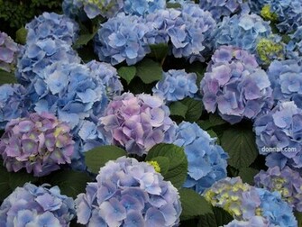 Blue Hydrangea Wallpaper