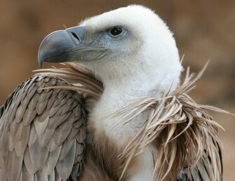 Vulture Computer Wallpaper Desktop Background Id