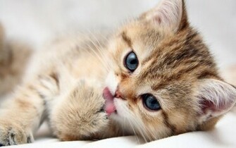Cute Kitten Kittens Wallpaper